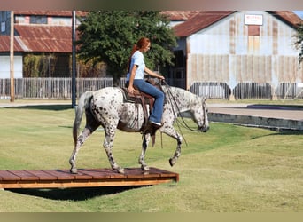 Appaloosa, Wałach, 13 lat, 152 cm