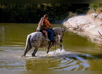 Appaloosa, Wałach, 13 lat, 152 cm