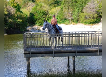 Appaloosa, Wałach, 13 lat, 152 cm