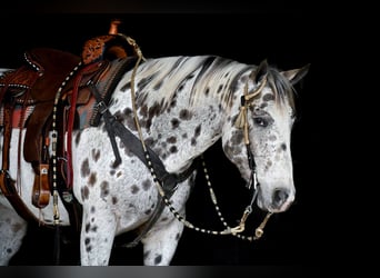Appaloosa, Wałach, 13 lat, 152 cm