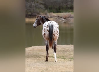 Appaloosa, Wałach, 13 lat, 155 cm, Ciemnokasztanowata