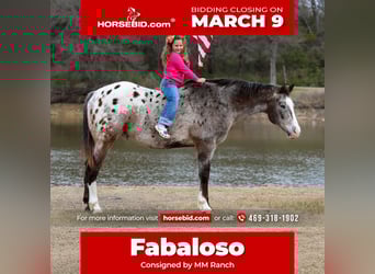 Appaloosa, Wałach, 13 lat, 155 cm, Ciemnokasztanowata