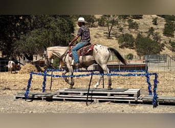 Appaloosa, Wałach, 14 lat, 135 cm, Jelenia