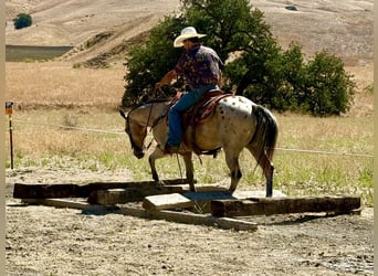 Appaloosa, Wałach, 14 lat, 135 cm, Jelenia