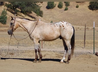 Appaloosa, Wałach, 14 lat, 135 cm, Jelenia