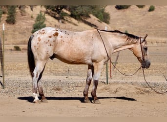 Appaloosa, Wałach, 14 lat, 135 cm, Jelenia