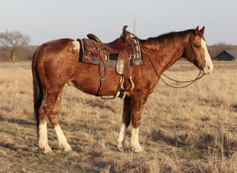 Appaloosa, Wałach, 14 lat, 150 cm, Cisawa