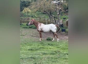 Appaloosa, Wałach, 14 lat, 164 cm, Kasztanowata