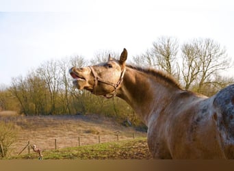 Appaloosa, Wałach, 15 lat, 165 cm, Kasztanowatodereszowata