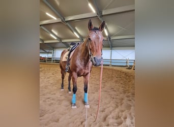 Appaloosa, Wałach, 15 lat