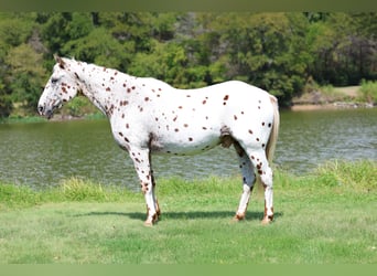 Appaloosa, Wałach, 16 lat, 152 cm, Ciemnokasztanowata