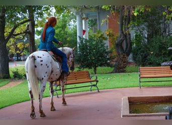 Appaloosa, Wałach, 16 lat, 152 cm, Ciemnokasztanowata