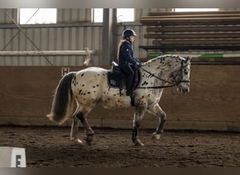 Appaloosa Mix, Wałach, 16 lat, 160 cm, Tarantowata