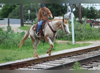 Appaloosa, Wałach, 17 lat, 157 cm, Cisawa