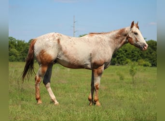 Appaloosa, Wałach, 17 lat, 157 cm, Cisawa