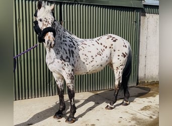 Appaloosa, Wałach, 17 lat, 165 cm, Tarantowata