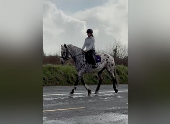 Appaloosa, Wałach, 17 lat, 165 cm, Tarantowata