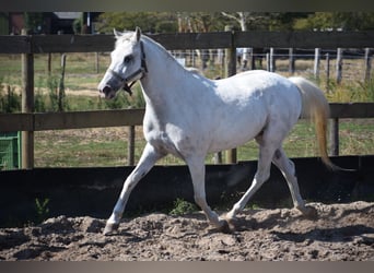 Appaloosa, Wałach, 19 lat