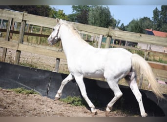 Appaloosa, Wałach, 19 lat