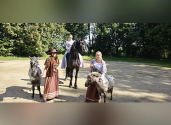 Appaloosa, Wałach, 3 lat, 110 cm, Tarantowata