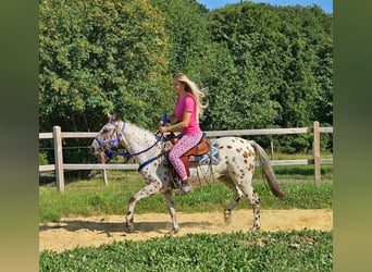 Appaloosa, Wałach, 3 lat, 150 cm, Tarantowata