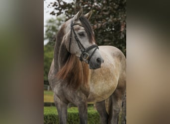 Appaloosa Mix, Wałach, 3 lat, 151 cm, Siwa