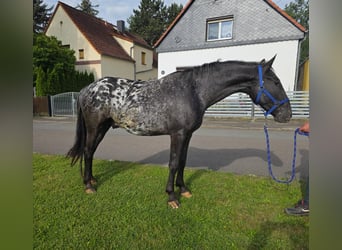 Appaloosa, Wałach, 3 lat, 155 cm, Tarantowata
