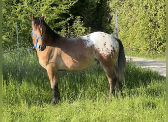Appaloosa, Wałach, 3 lat, 157 cm, Tarantowata