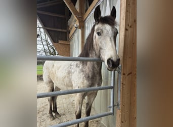 Appaloosa, Wałach, 3 lat, 158 cm, Jelenia