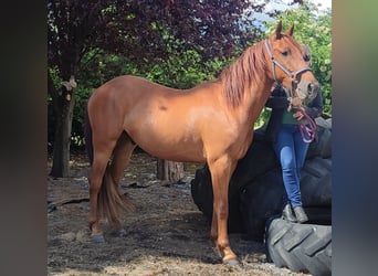 Appaloosa Mix, Wałach, 3 lat, Ciemnokasztanowata