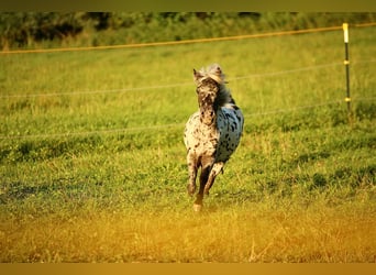 Appaloosa, Wałach, 4 lat, 110 cm, Tarantowata