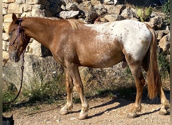 Appaloosa Mix, Wałach, 4 lat, 139 cm