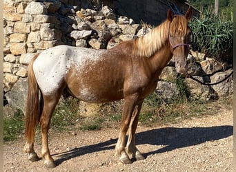 Appaloosa Mix, Wałach, 4 lat, 139 cm