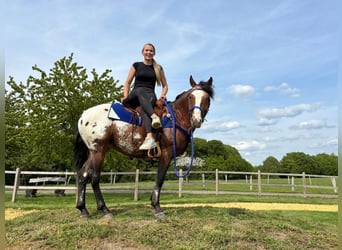 Appaloosa, Wałach, 4 lat, 149 cm, Tarantowata
