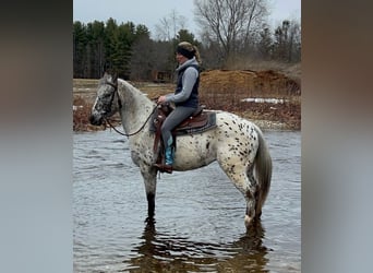 Appaloosa, Wałach, 4 lat, 152 cm, Skarogniada