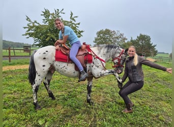 Appaloosa Mix, Wałach, 4 lat, 156 cm, Tarantowata