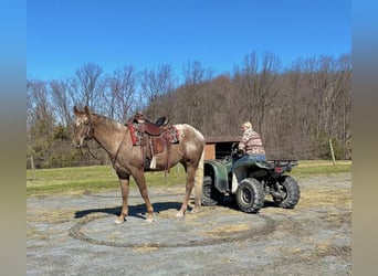Appaloosa, Wałach, 4 lat, 163 cm