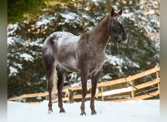 Appaloosa, Wałach, 4 lat, 163 cm