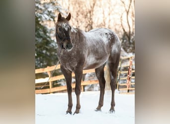 Appaloosa, Wałach, 4 lat, 163 cm