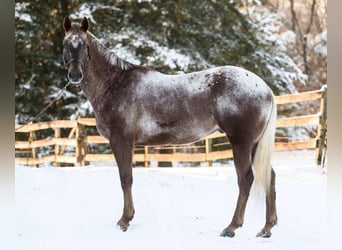 Appaloosa, Wałach, 4 lat, 163 cm