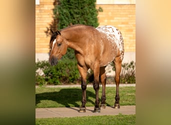 Appaloosa, Wałach, 4 lat, Bułana
