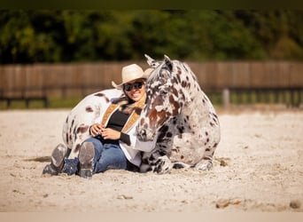 Appaloosa, Wałach, 4 lat