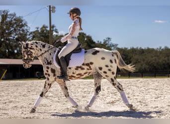 Appaloosa, Wałach, 4 lat