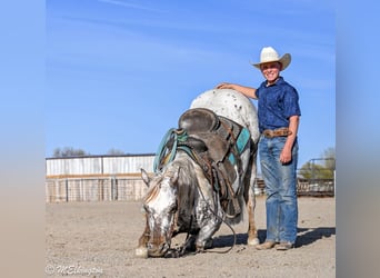Appaloosa, Wałach, 5 lat, 142 cm