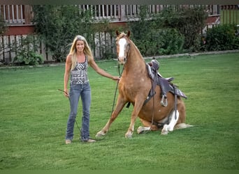 Appaloosa, Wałach, 5 lat, 145 cm, Izabelowata