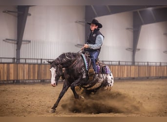 Appaloosa, Wałach, 5 lat, 150 cm, Tarantowata