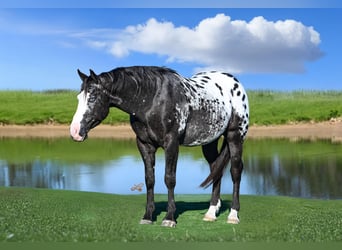 Appaloosa, Wałach, 5 lat, 150 cm, Tarantowata