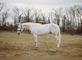 Appaloosa, Wałach, 5 lat, 150 cm, Tarantowata