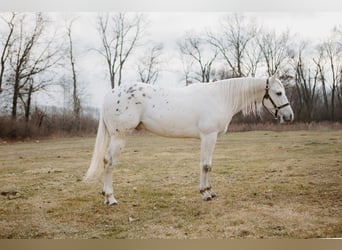 Appaloosa, Wałach, 5 lat, 150 cm, Tarantowata