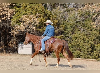 Appaloosa, Wałach, 5 lat, 152 cm